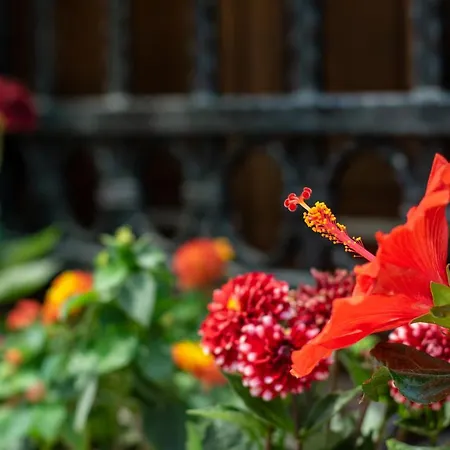 Flores